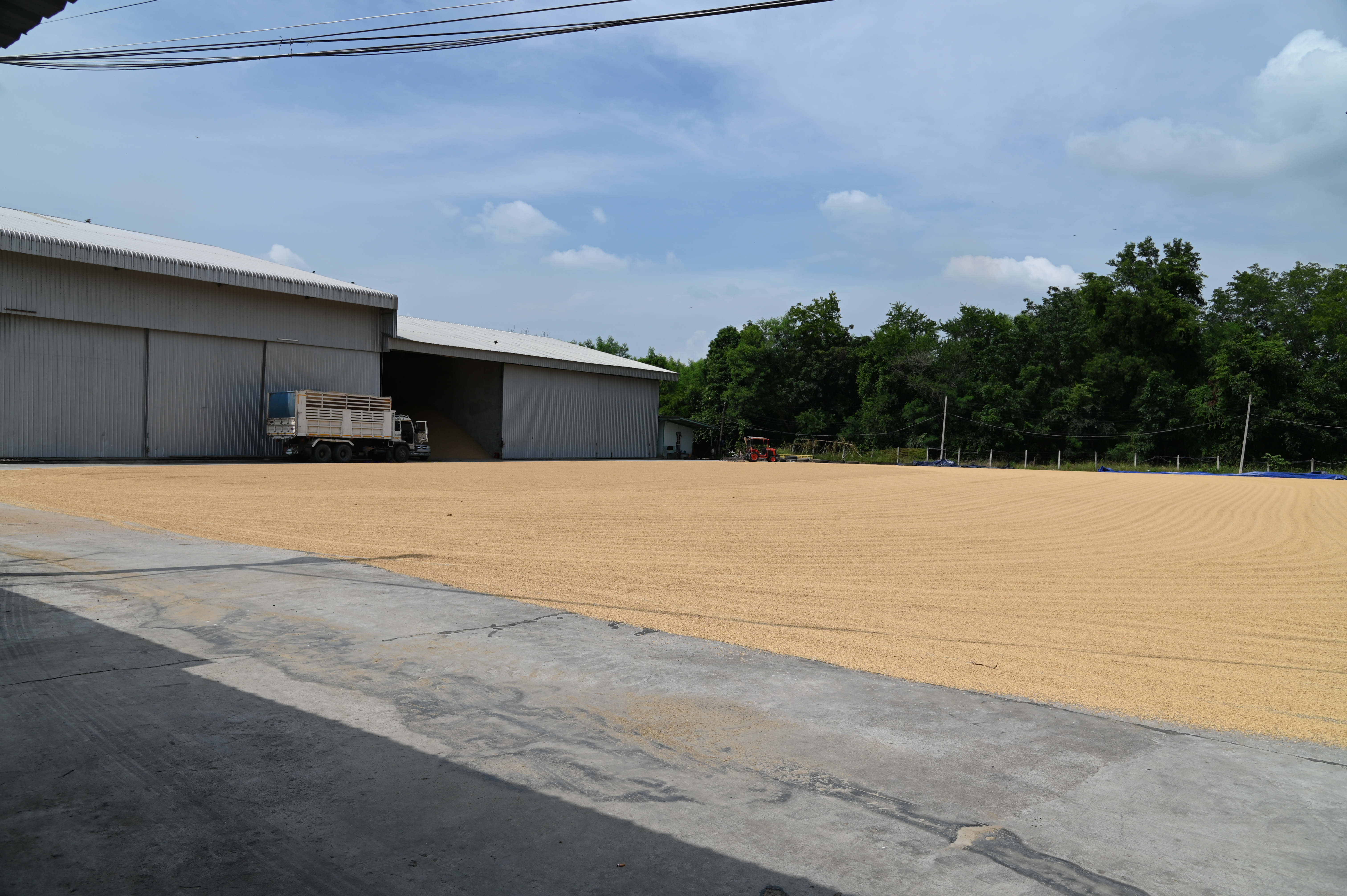 ข่าวเลขที่ 9/2569 DIT ยืนยันดูแลราคาข้าวเหนียวเชียงใหม่อย่างใกล้ชิด เดินหน้ามาตรการพยุงราคา-ลดต้นทุน-ตรวจสอบการรับซื้อ ช่วยเกษตรกรขายได้ในระดับที่เป็นธรรม (16 ตุลาคม 2568)