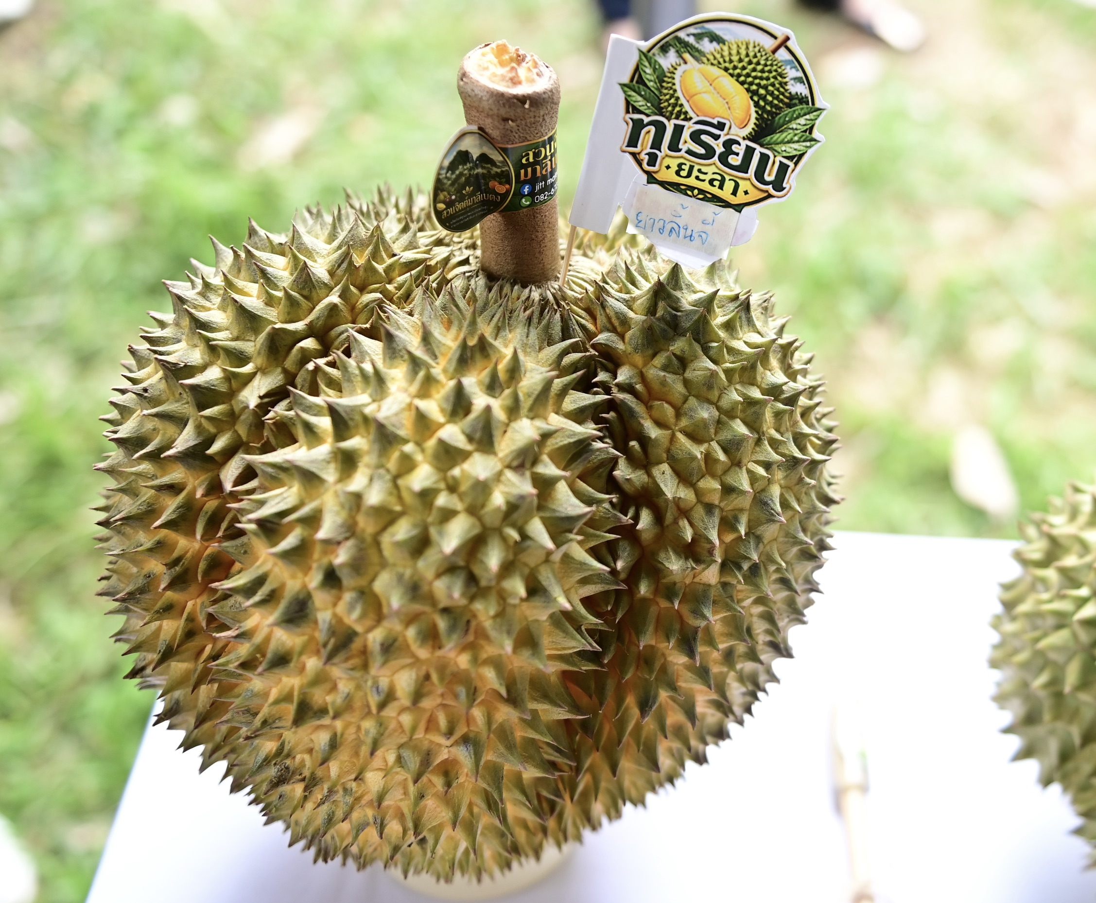 ข่าวเลขที่ 192/2569 “ศุภจี” นำทูต 13 ประเทศลุยสวนทุเรียนใต้ ชู “Thailand: The Land of Tropical Fruits” ชิม 9 สายพันธุ์ เจาะตลาด–สร้างดีมานด์ใหม่ ต่อยอด Fruit Tourism กระตุ้นบริโภค–เพิ่มยอดค้าผลไม้ไทย (9 สิงหาคม 2569)