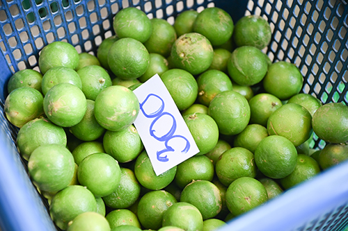 ติดตามสถานการณ์และเชื่อมโยงกระจายมะนาว