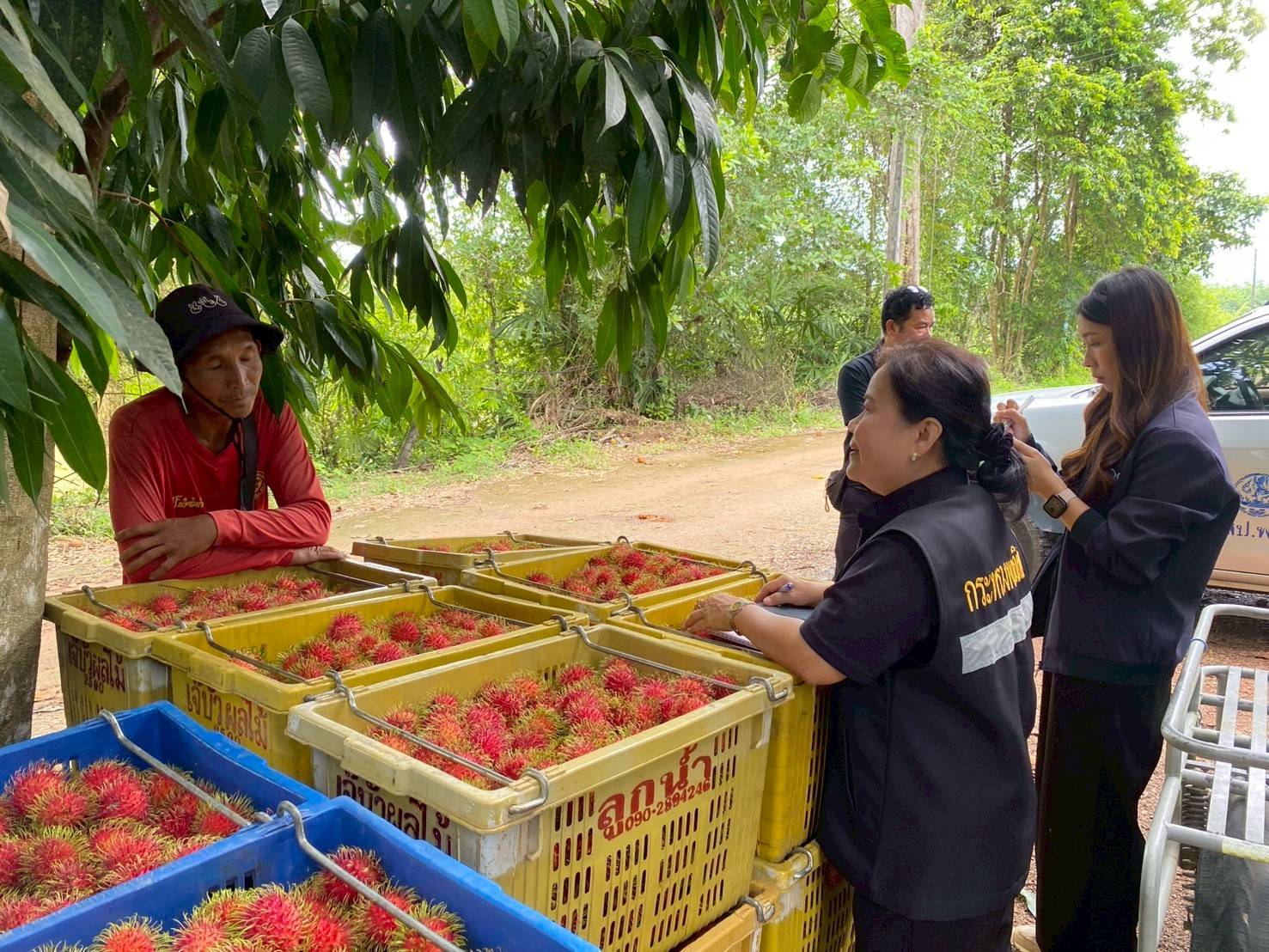 ข่าวเลขที่ 144/2569 “ค้าภายใน” เร่งช่วยเงาะสีทอง จ.ตราด ประสานผู้รับซื้อ เข้ารับซื้อทันทีในราคานำตลาด (22 พฤษภาคม 2569)