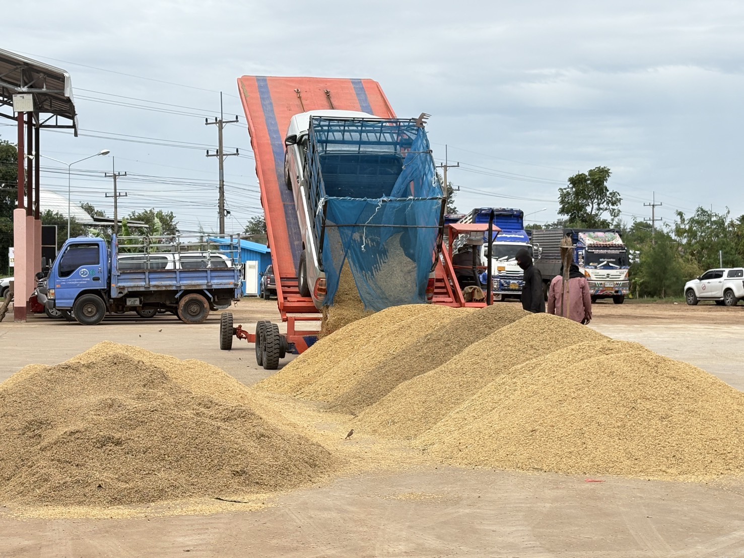 ข่าวเลขที่ 36/2569 “พาณิชย์” เผย ตลาดข้าวกลับมาคึกคัก ราคาข้าวหอมดีดแตะ 16,000 บาท/ตัน พุ่งขึ้นทันที 1,000 บาท จากมาตรการดูดซับตรงจุดของ นบข.  (21 พฤศจิกายน 2568)