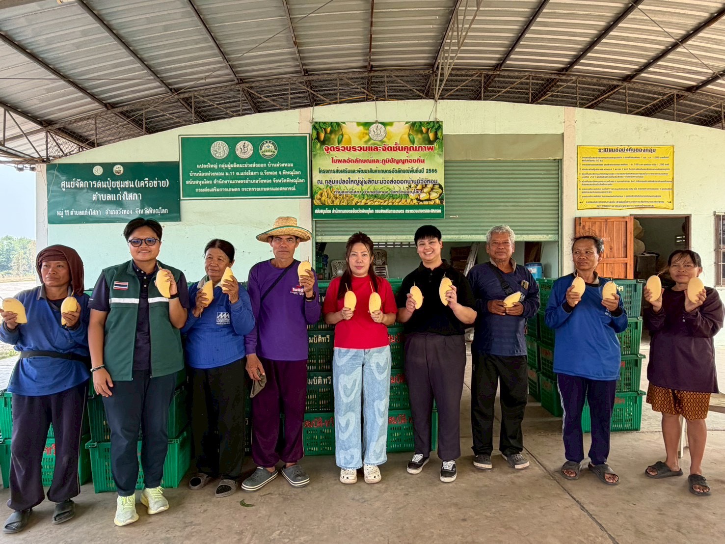 ข่าวเลขที่ 116/2569 ค้าภายในเร่งเชื่อมโยงรับซื้อมะม่วงพิษณุโลก ดันราคานำตลาด คาดระบายผลผลิตกว่า 30 ตัน (20 เมษายน 2569)