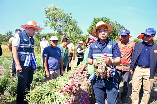 “พาณิชย์” ลงพื้นที่ติดตามหอมแดงศรีสะเกษ  นำผู้ส่งออกและผู้ประกอบการเข้าซื้อเต็มสูบ