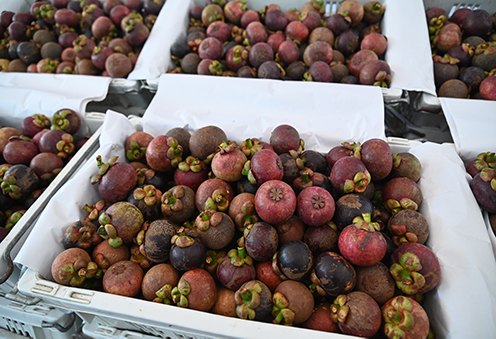 “พาณิชย์” บุกเมืองคอน ทำ MOU มังคุดใต้ ร่วมกระจายผลผลิตทั้งในและต่างประเทศ ดันราคาให้ดีขึ้น 