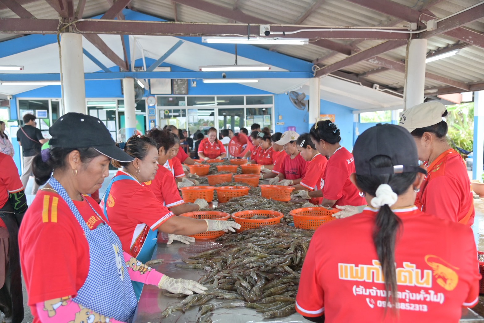ข่าวเลขที่ 180/2569 กรมการค้าภายในติดตามสถานการณ์กุ้งสุราษฎร์ธานี ชี้ราคาปรับตัวดีขึ้น เดินหน้าเชื่อมโยงตลาด ยกระดับอุตสาหกรรมกุ้งไทย (8 กรกฎาคม 2569)