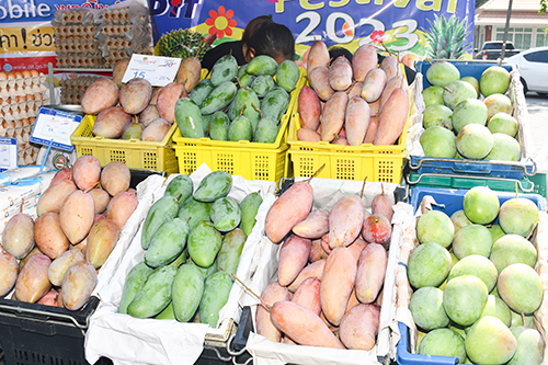 พาณิชย์นำ "มะม่วงแฟนซี" มากระจายผ่านรถโมบาย @ตลิ่งชัน