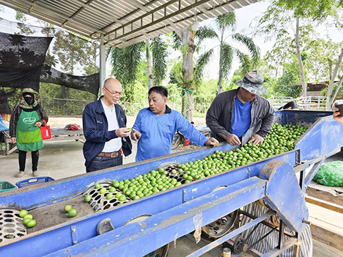 ติดตามสถานการณ์และเชื่อมโยงกระจายมะนาว