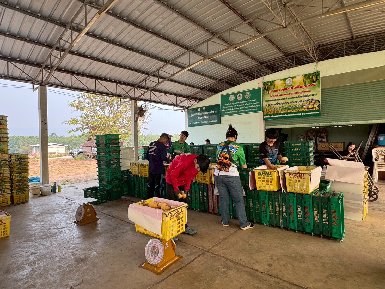 ข่าวเลขที่ 116/2569 ค้าภายในเร่งเชื่อมโยงรับซื้อมะม่วงพิษณุโลก ดันราคานำตลาด คาดระบายผลผลิตกว่า 30 ตัน (20 เมษายน 2569)