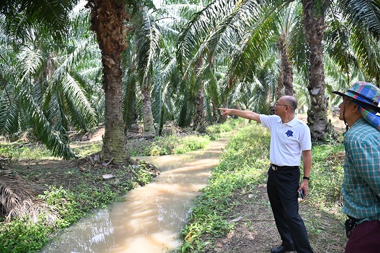 ติดตามสถานการณ์..โรคระบาดในปาล์มน้ำมัน