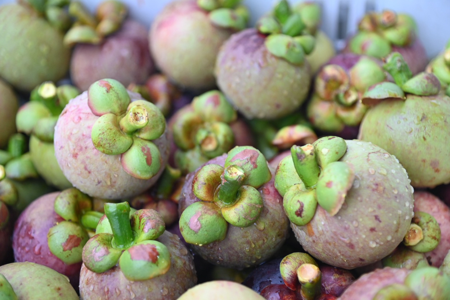 DIT ตรวจสอบการซื้อขายมังคุดภาคตะวันออก พร้อมร่วมประชุมขับเคลื่อนมาตรการบริหารผลไม้  ปี 2569 