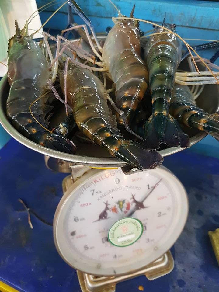 45156_กุ้ง.jpg