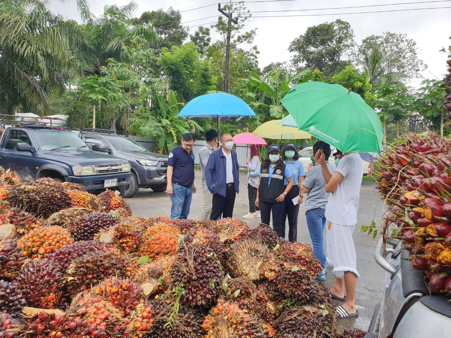 กรมการค้าภายใน ตรวจติดตามการซื้อขายผลผลิตปาล์ม