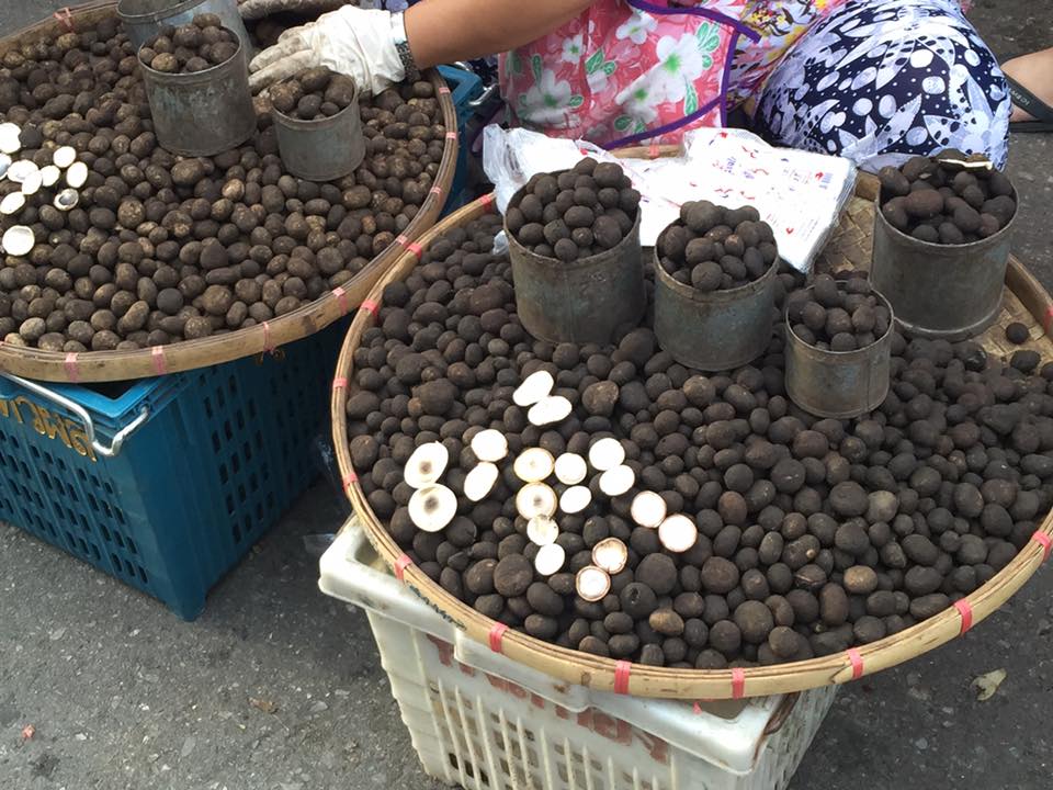 23026_เห็ดถอบ.jpg