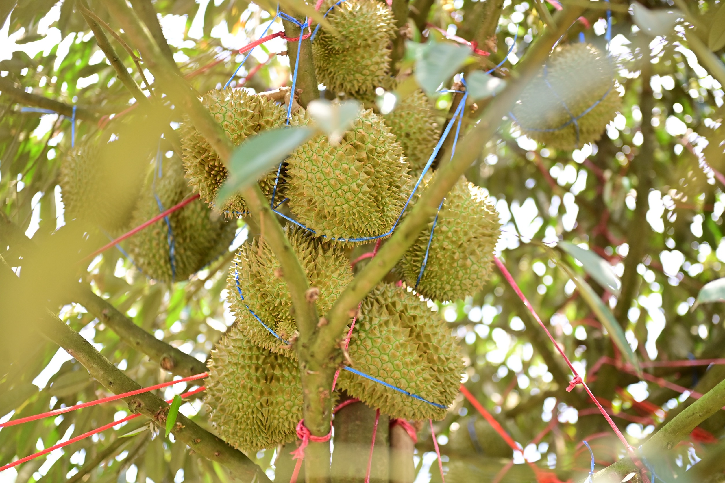 ข่าวเลขที่ 122/2569 พาณิชย์ลุยจันทบุรี ชวนชาวสวนทำ “ทุเรียนคุณภาพ” เพิ่มรายได้เกษตรกร–ยกระดับทั้งระบบ พร้อมจับมือ TikTok เปิดเกม e-Commerce สร้างมูลค่าเพิ่ม ดันส่งออกรักษาเสถียรภาพราคา (25 เมษายน 2569)