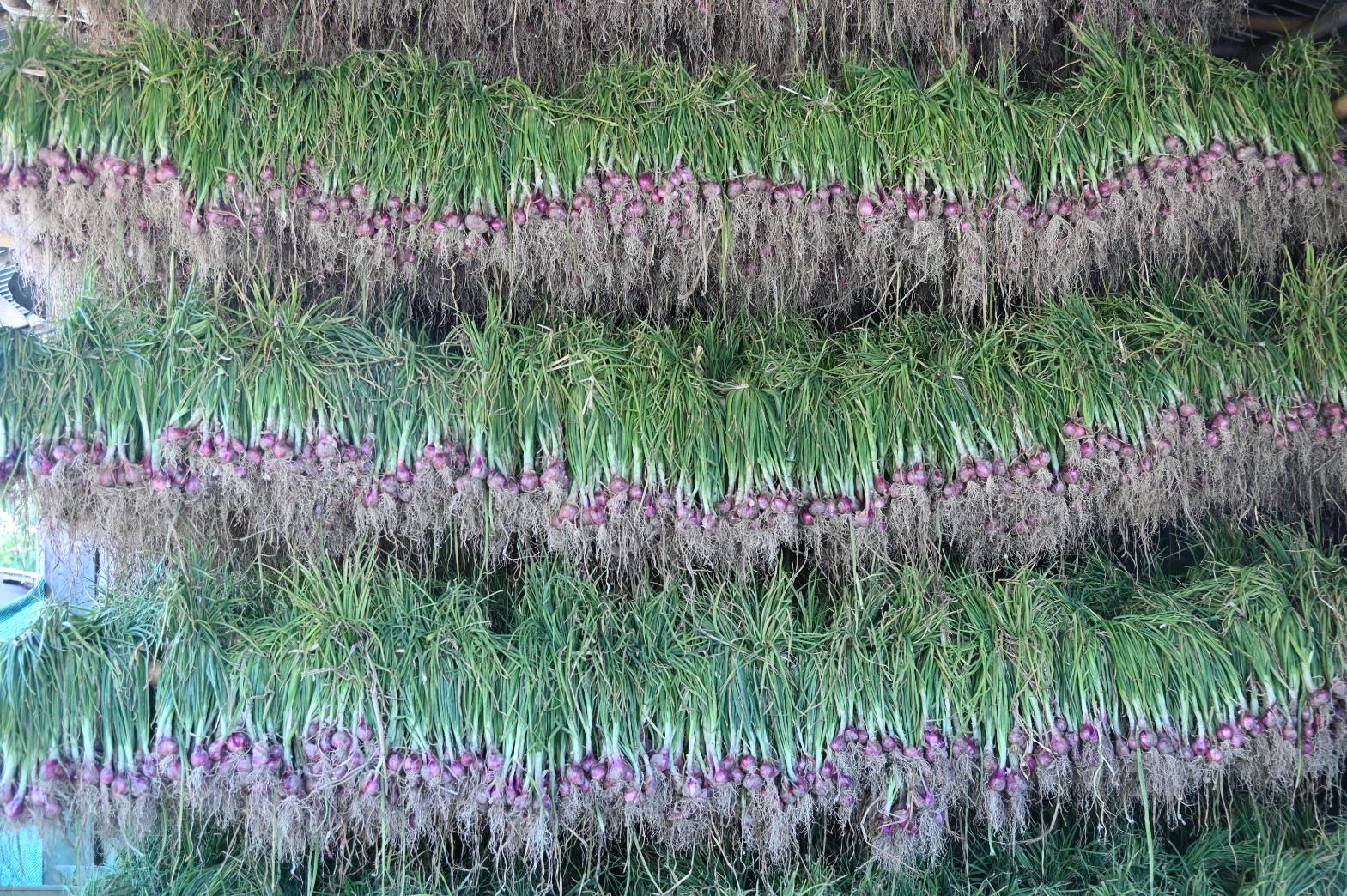 DIT ลงพื้นที่ตรวจเยี่ยมกิจกรรมการกระจายหอมแดงจังหวัดศรีสะเกษ