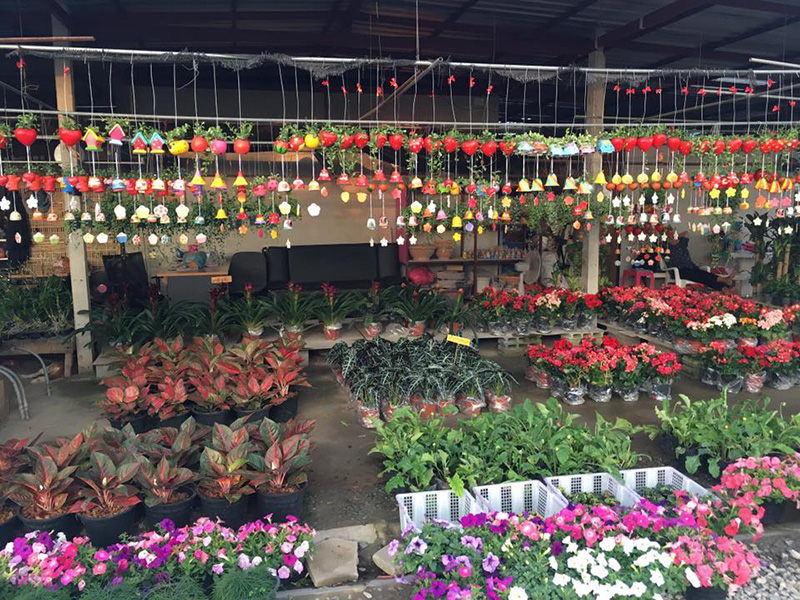 57130_ต้นไม้แบบแขวน.jpg
