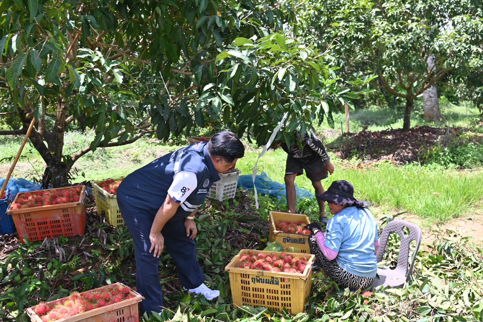 ข่าวเลขที่ 148/2569 พาณิชย์ ลุยช่วยเงาะตราดราคาตก ลงพื้นที่รับฟังชาวสวน ดึงห้างค้าปลีกเร่งรับซื้อ พยุงราคา–กระจายผลผลิตออกนอกแหล่งผลิต (28 พฤษภาคม 2569)