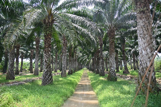 ติดตามสถานการณ์..โรคระบาดในปาล์มน้ำมัน