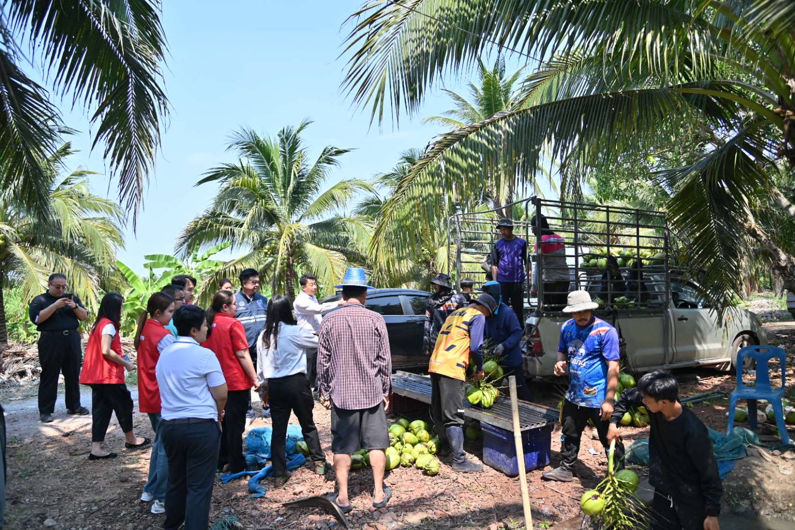 DIT จับมือ CP Axtra เร่งระบายมะพร้าวน้ำหอมราชบุรี