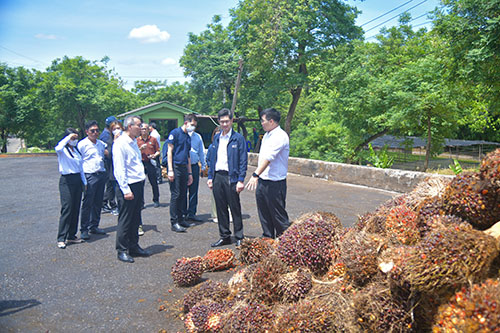 พาณิชย์ลงพื้นที่ติดตามการรับซื้อเเละตรวจเครื่องชั่งปาล์มน้ำมัน