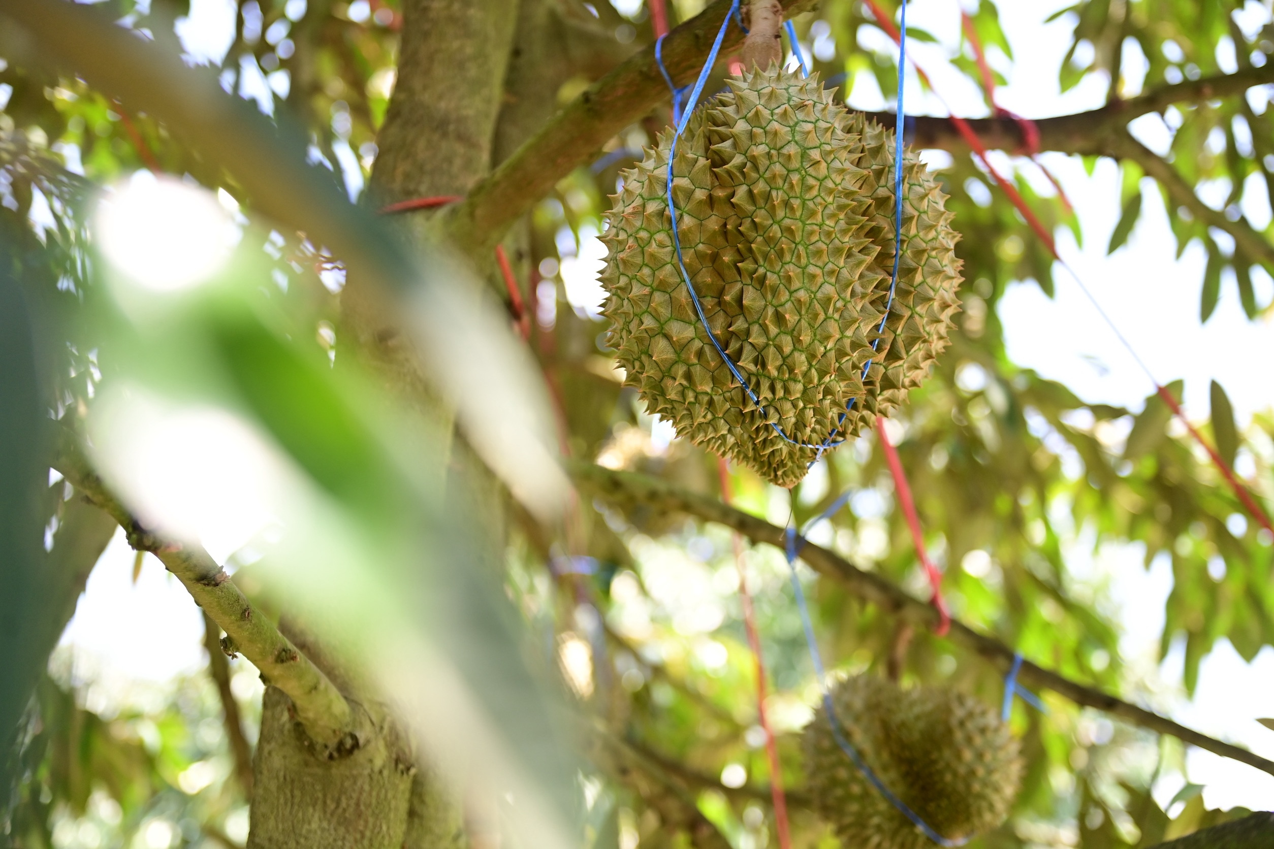 พาณิชย์ลุยจันทบุรี ชวนชาวสวนทำ "ทุเรียนคุณภาพ" เพิ่มรายได้เกษตรกร-ยกระดับทั้งระบบ พร้อมจับมือ TikTok เปิดเกม e-Commerce สร้างมูลคำเพิ่ม ดันส่งออกรักษาเสถียรภาพราคา