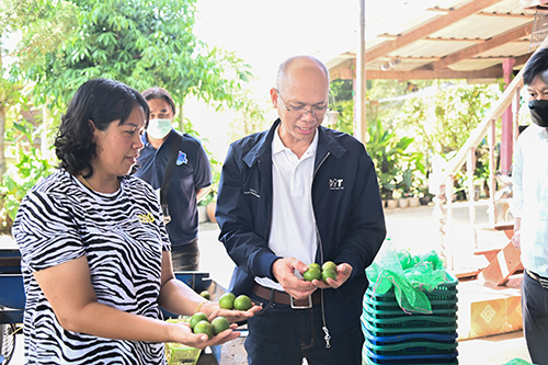 ติดตามสถานการณ์และเชื่อมโยงกระจายมะนาว