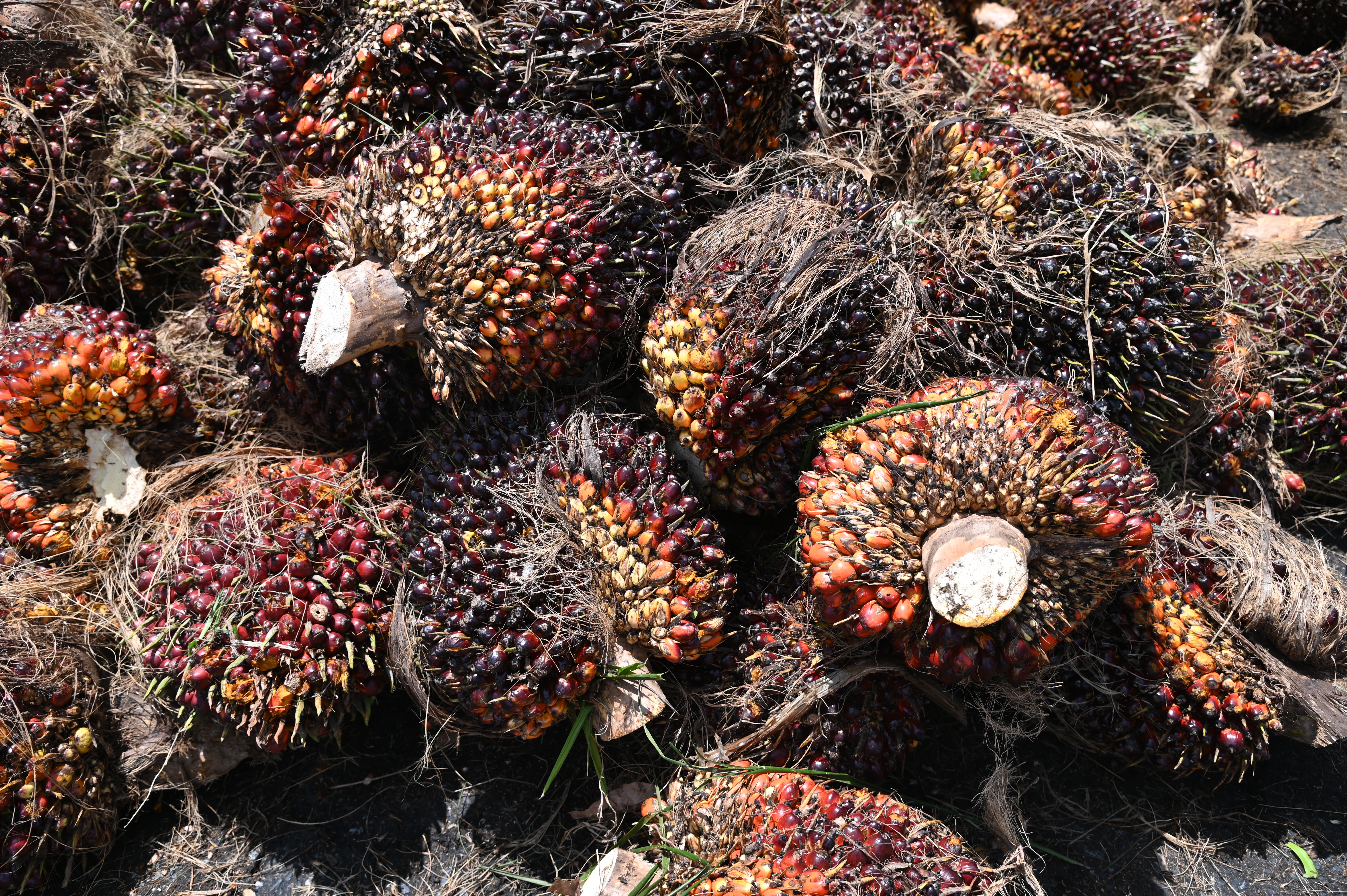 ข่าวเลขที่ 112/2569 ค้าภายในสู้วิกฤตตะวันออกกลาง ขยายธงฟ้า–ธงเขียวพลัส ลดค่าครองชีพ ร่วมเอกชนเร่งหาปุ๋ย ดูแลปาล์มทั้งระบบไม่ให้เกษตรกรได้รับผลกระทบ (11 เมษายน 2569)