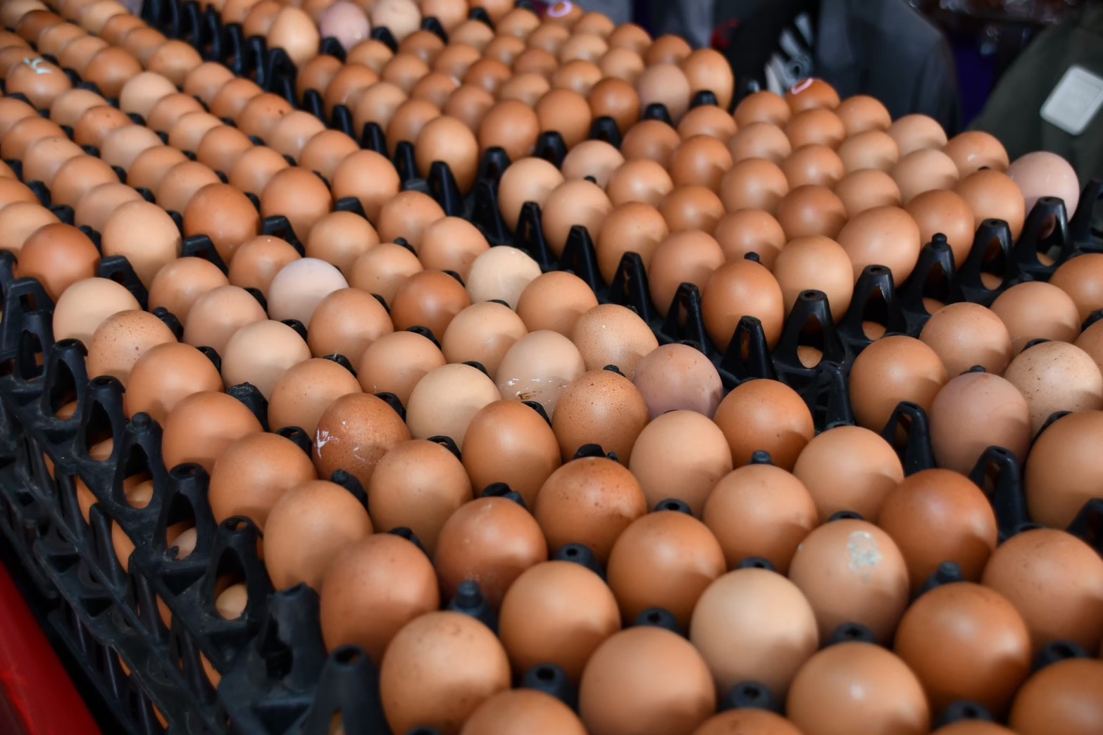 ข่าวเลขที่ 29/2568 DIT เกาะติดไข่ไก่ ยันสถานการณ์ราคาดีขึ้น พร้อมเปิดจุดขายไข่ไก่ทั่วประเทศ เชื่อมโยงไข่จากเกษตรกรไปยังผู้บริโภค  (7 พฤศจิกายน 2568)