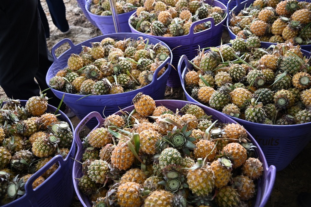 ติดตามการรับซื้อสับปะรดภูแล 16,500 ตัน จ.เชียงราย