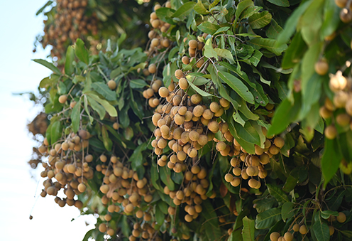 ตรวจติดตามการรับซื้อ “ลำไย” ภายใต้โครงการรณรงค์บริโภคผลไม้