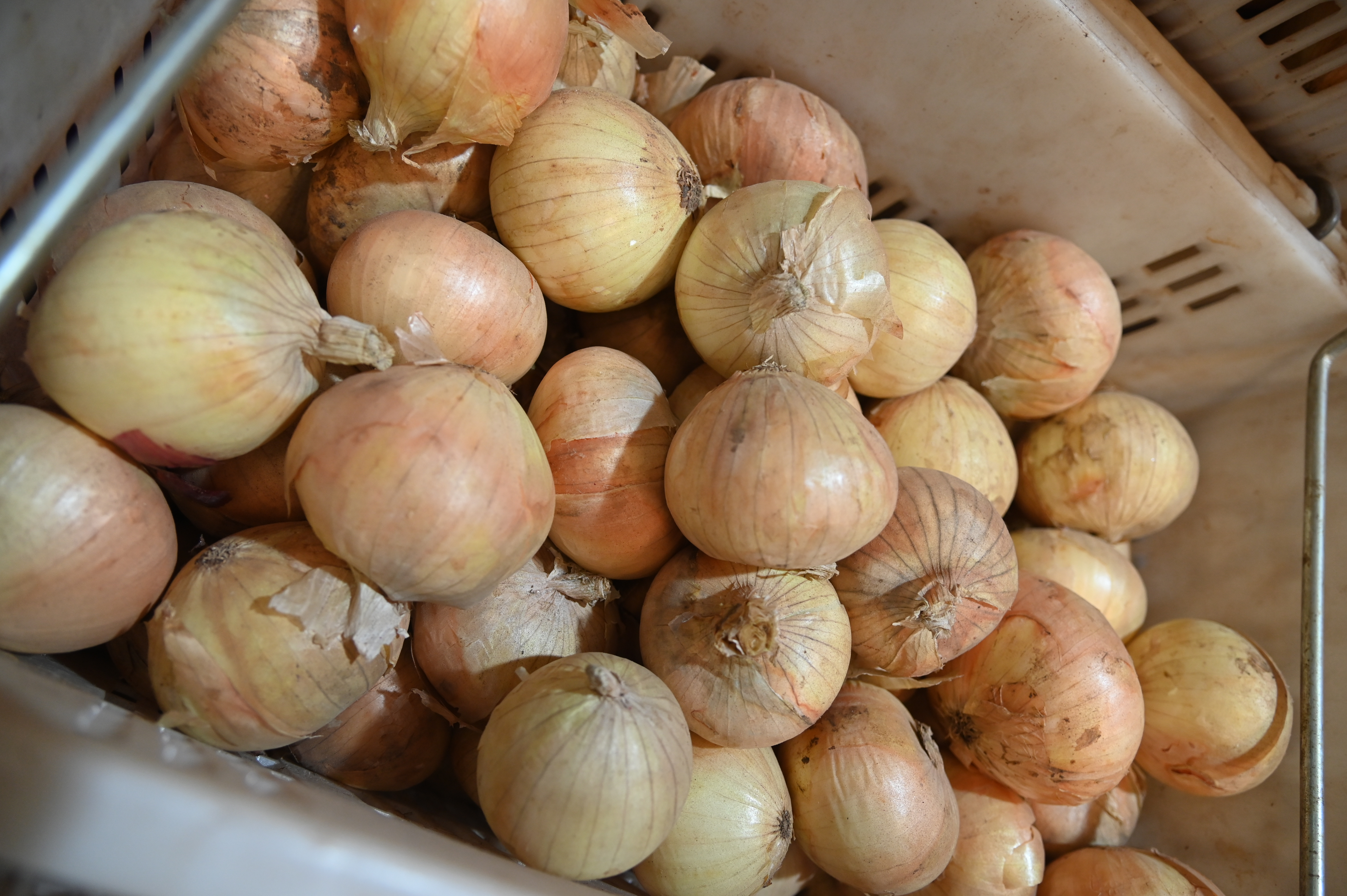 'พาณิชย์' ลุยพยุงราคาหอมหัวใหญ่เชียงใหม่ กรมการค้าภายใน อัดมาตรการกระจาย คุมเข้มนำเข้า ดูแลตลาดช่วงพี่ค