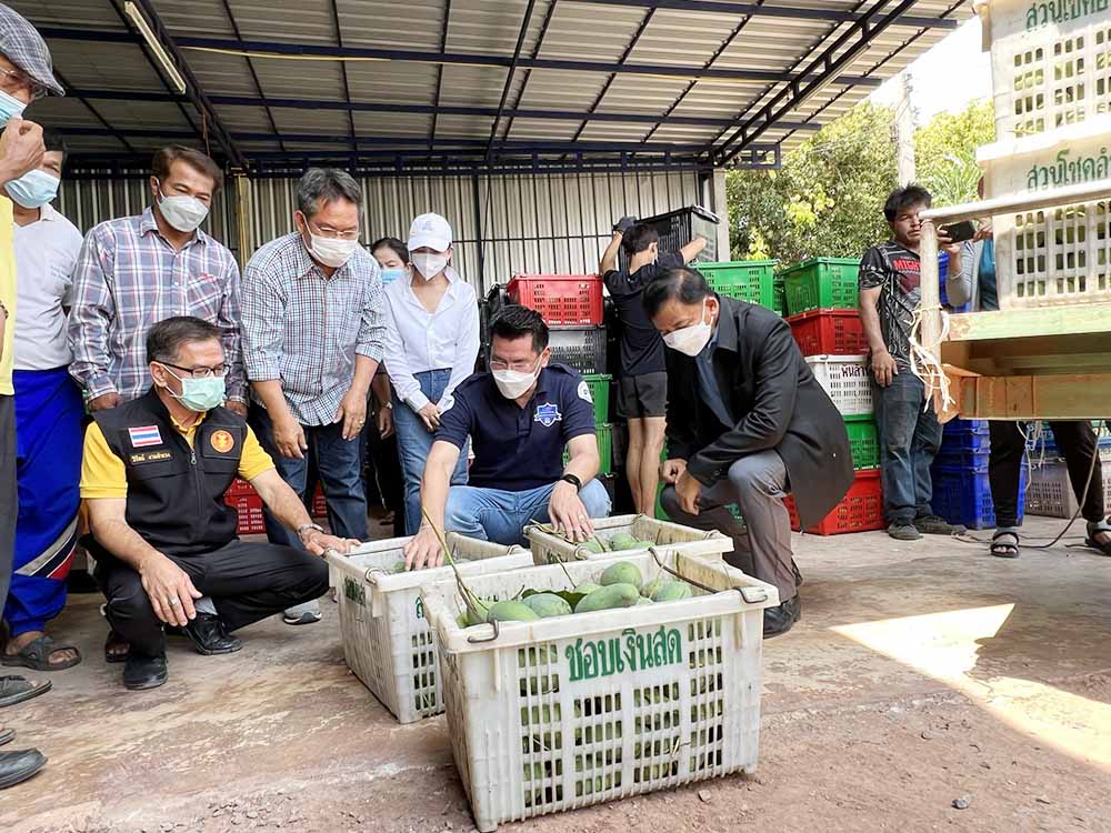 พาณิชย์ติดตามการรับซื้อมะม่วงพิจิตร