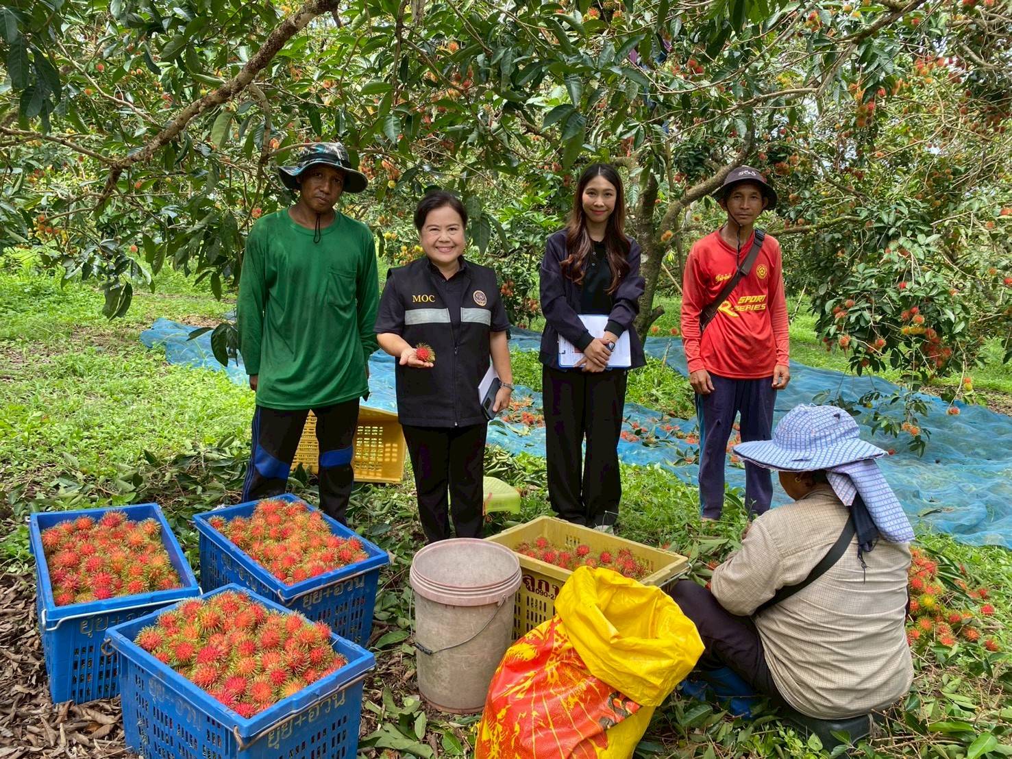 ข่าวเลขที่ 144/2569 “ค้าภายใน” เร่งช่วยเงาะสีทอง จ.ตราด ประสานผู้รับซื้อ เข้ารับซื้อทันทีในราคานำตลาด (22 พฤษภาคม 2569)