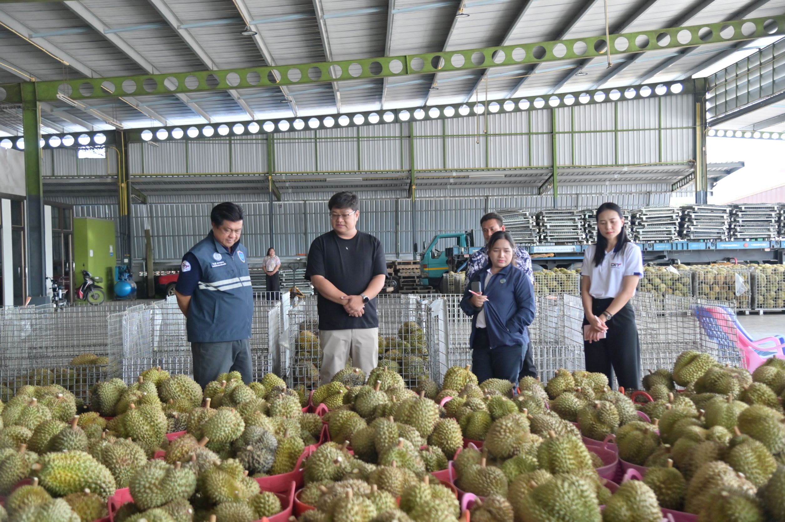 DIT ติดตามสถานการณ์ การรับซื้อทุเรียน มังคุดภาคใต้
