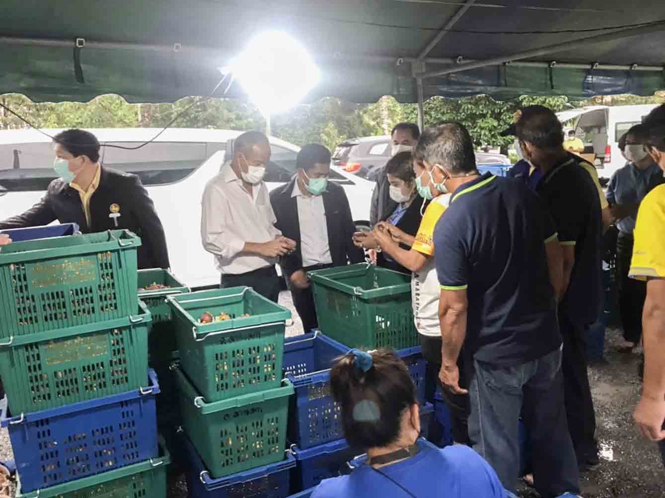 รองอธิบดีกรมการค้าภายใน ลงพื้นที่ภาคใต้เพื่อแก้ปัญหาผลไม้ภาคใต้ราคาตกต่ำ (มังคุด)