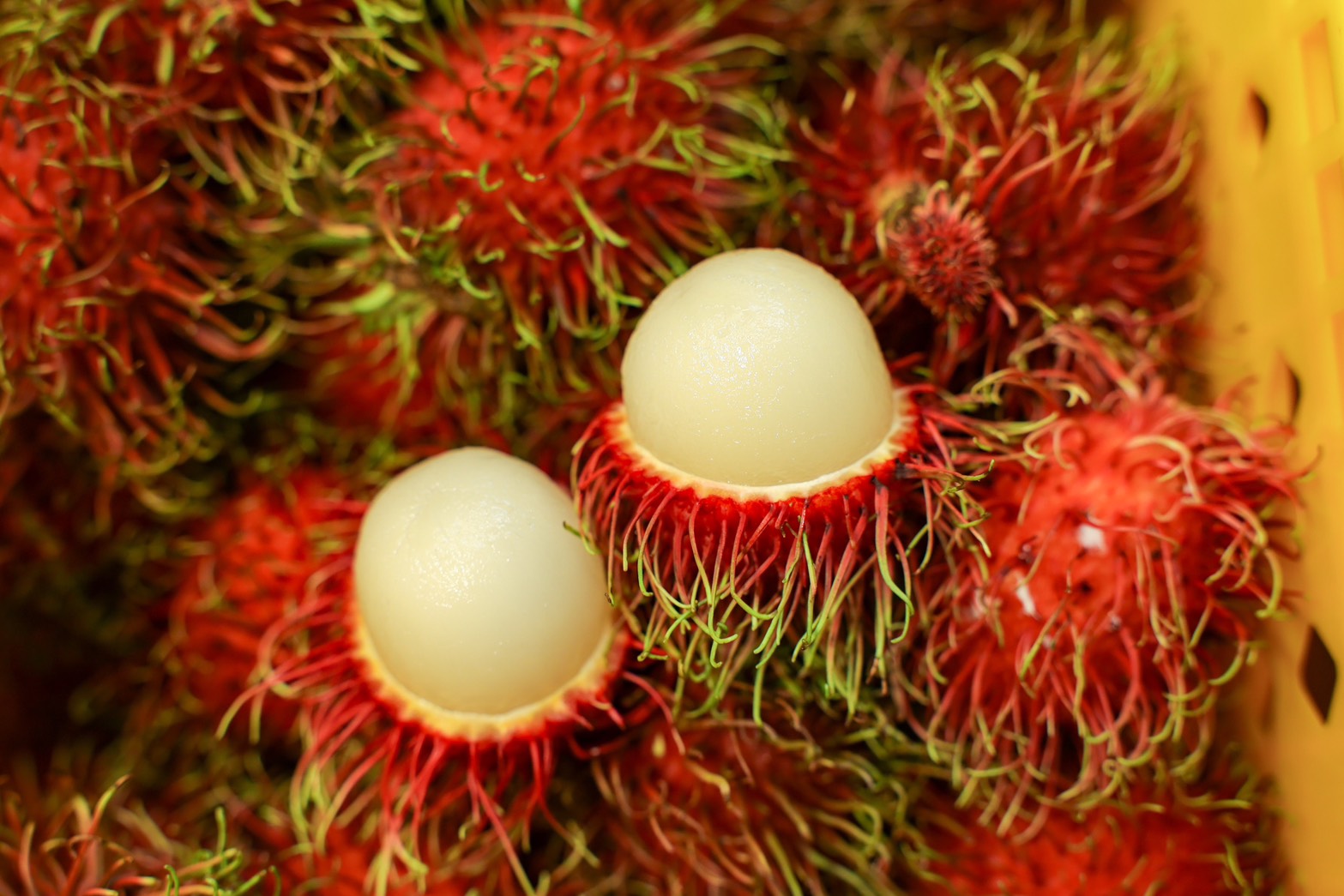ข่าวเลขที่ 159/2569 “พาณิชย์ผนึกเซ็นทรัลพัฒนา จัดงาน Thailand Tropical Fruit Fiesta เชื่อมโยงผลไม้ไทยสู่ผู้บริโภค คาดจำหน่ายผลไม้กว่า 100 ตัน สร้างมูลค่าการค้ากว่า 10 ล้านบาท” (7 มิถุนายน 2569)