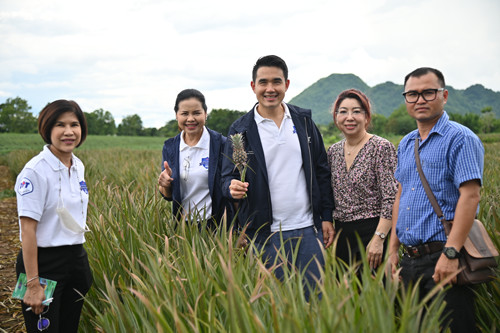 พาณิชย์ติดตามการค้าลำไยและสับปะรดภาคเหนือ