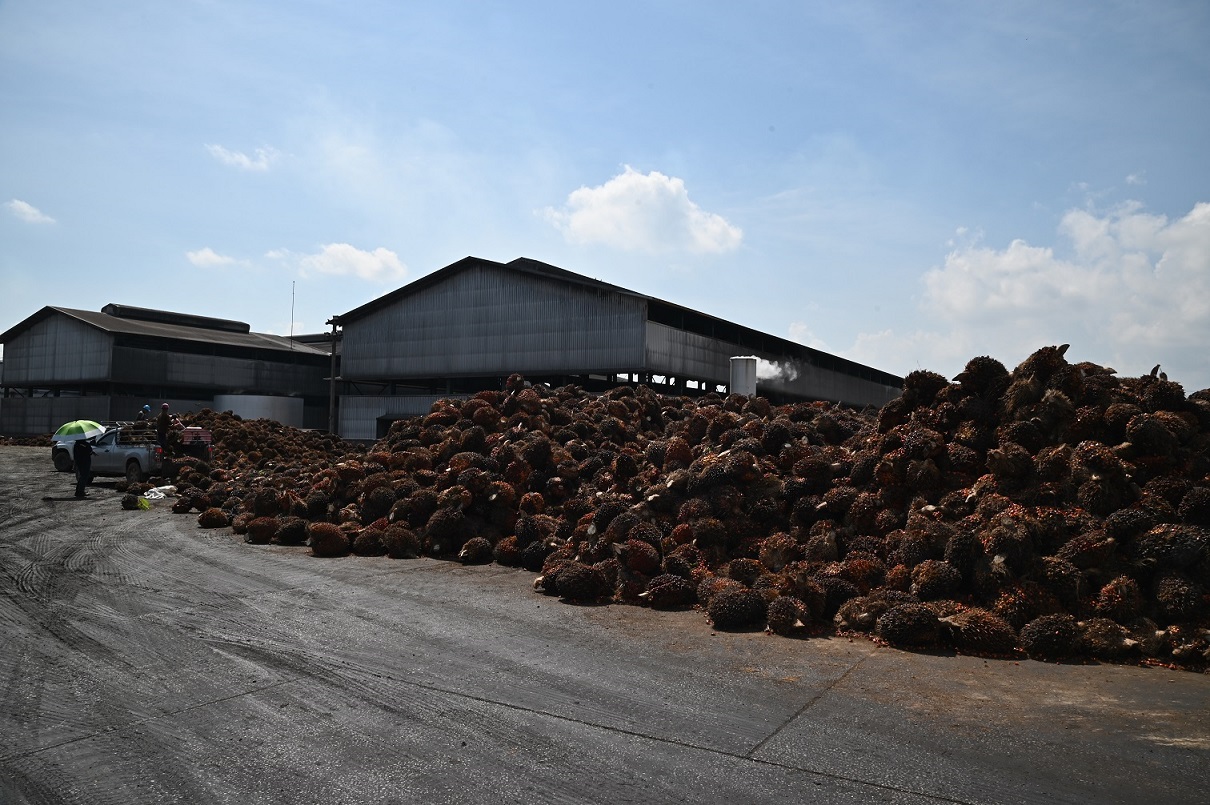 พาณิชย์ตรวจติดตามสถานการณ์ปาล์ม จังหวัดสุราษฎร์ธานี