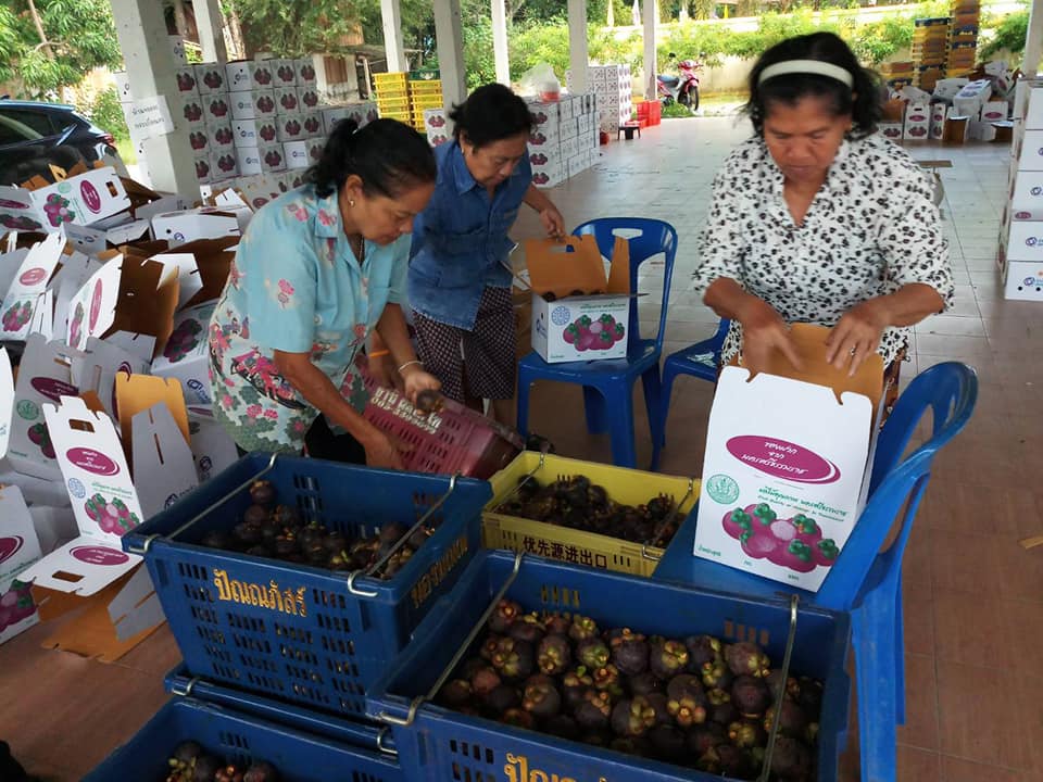 อธิบดีลงพื้นที่ติดตามการรวบรวมผลผลิตมังคุดเพื่อกระจายผลผลิตไปยังตลาดปลายทาง ณ  อ.พรหมคีรี จ.นครศรีธรรมราช