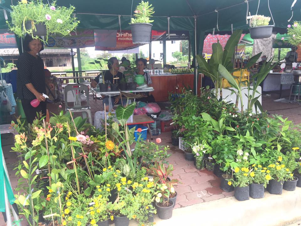 77969_แผงต้นไม้.jpg