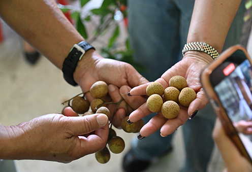 “พาณิชย์” ติดตามสถานการณ์ลำไยภาคเหนือ สมาคมผู้ผลิตลำไยอบแห้งมั่นใจ ตลาดจีนต้องการ ดันราคาดีกว่าปีก่อน