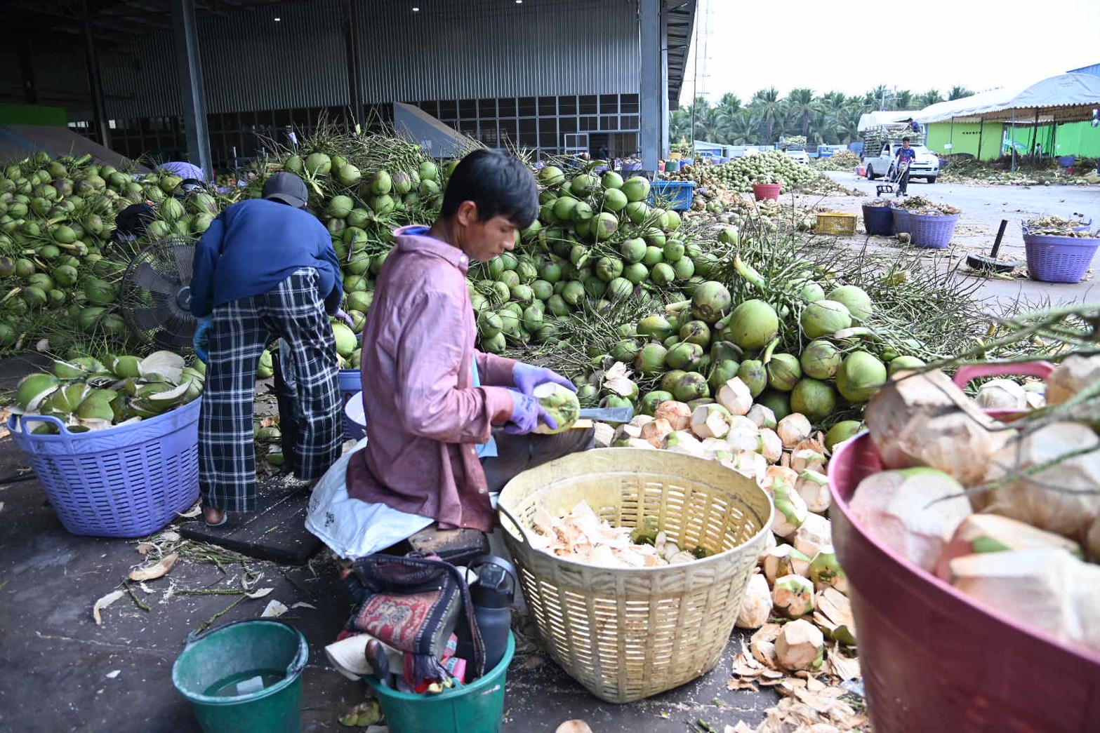 DIT ลงพื้นที่จังหวัดราชบุรี ติดตามสถานการณ์รับซื้อและจำหน่ายมะพร้าวน้ำหอม 