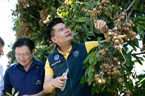 ตรวจติดตามการรับซื้อ “ลำไย” ภายใต้โครงการรณรงค์บริโภคผลไม้