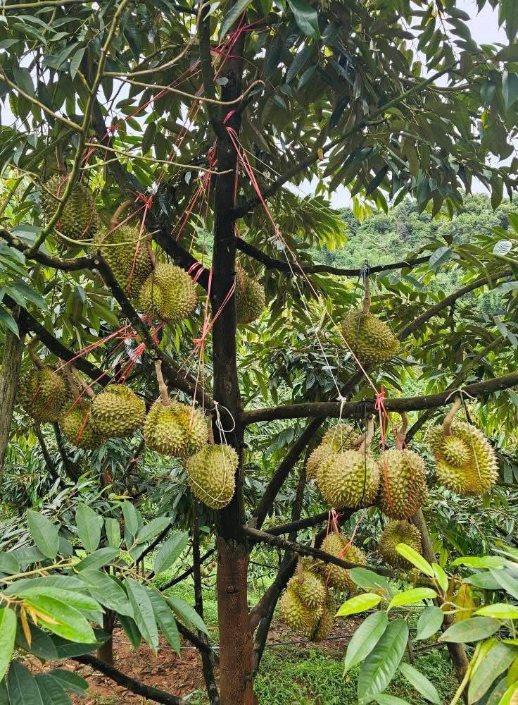 ข่าวเลขที่ 63/2569 พาณิชย์ เกาะติดสถานการณ์ทุเรียนไทย เดินหน้าสำรวจความต้องการตลาด เตรียมแคมเปญยกระดับภาพลักษณ์ทุเรียนคุณภาพ สร้างความเชื่อมั่นผู้บริโภค (23 มกราคม 2568)