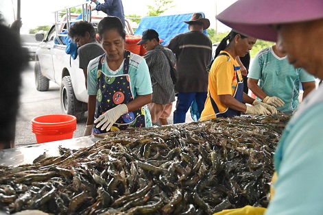 กรมการค้าภายใน ตรวจเยี่ยม โครงการช่วยเหลือเกษตรกรผู้เลี้ยงกุ้ง