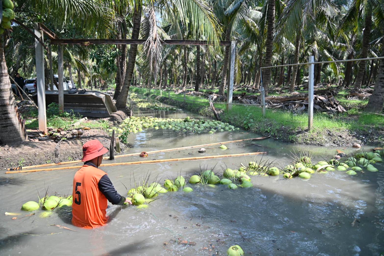 DIT จับมือ CP Axtra เร่งระบายมะพร้าวน้ำหอมราชบุรี