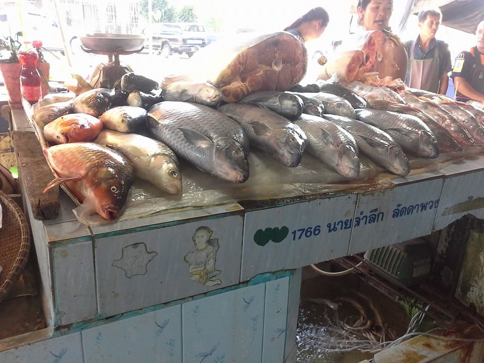 23541_แผงค้า อาหารสด.jpg