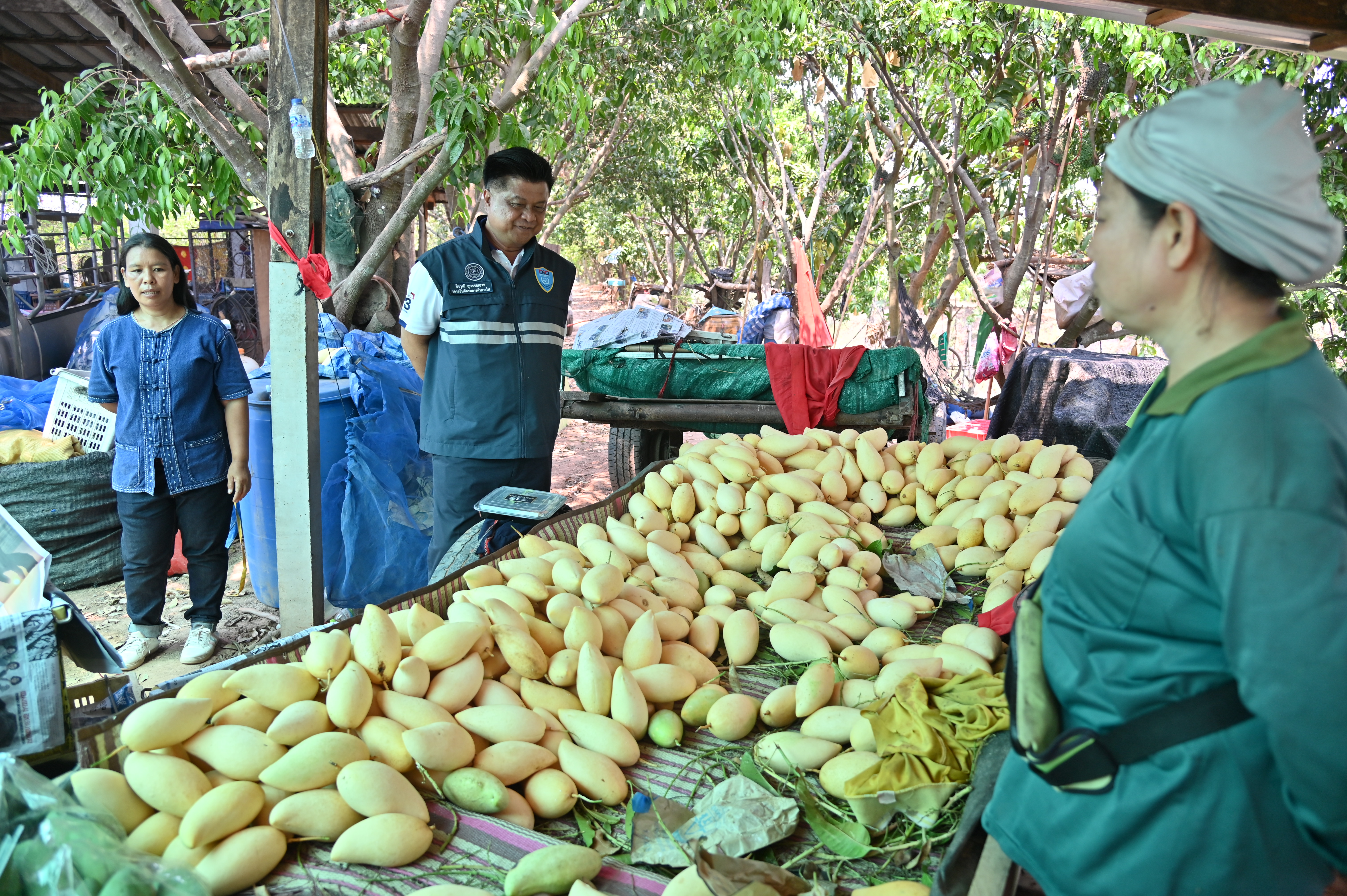 ข่าวเลขที่ 107/2569 “กรมการค้าภายใน ผนึกกำลังหน่วยงานพันธมิตร ลุยช่วยมะม่วงภาคเหนือตอนล่าง รับซื้อผลผลิตจากเกษตรกรเพิ่มเติม” (7 เมษายน 2569)