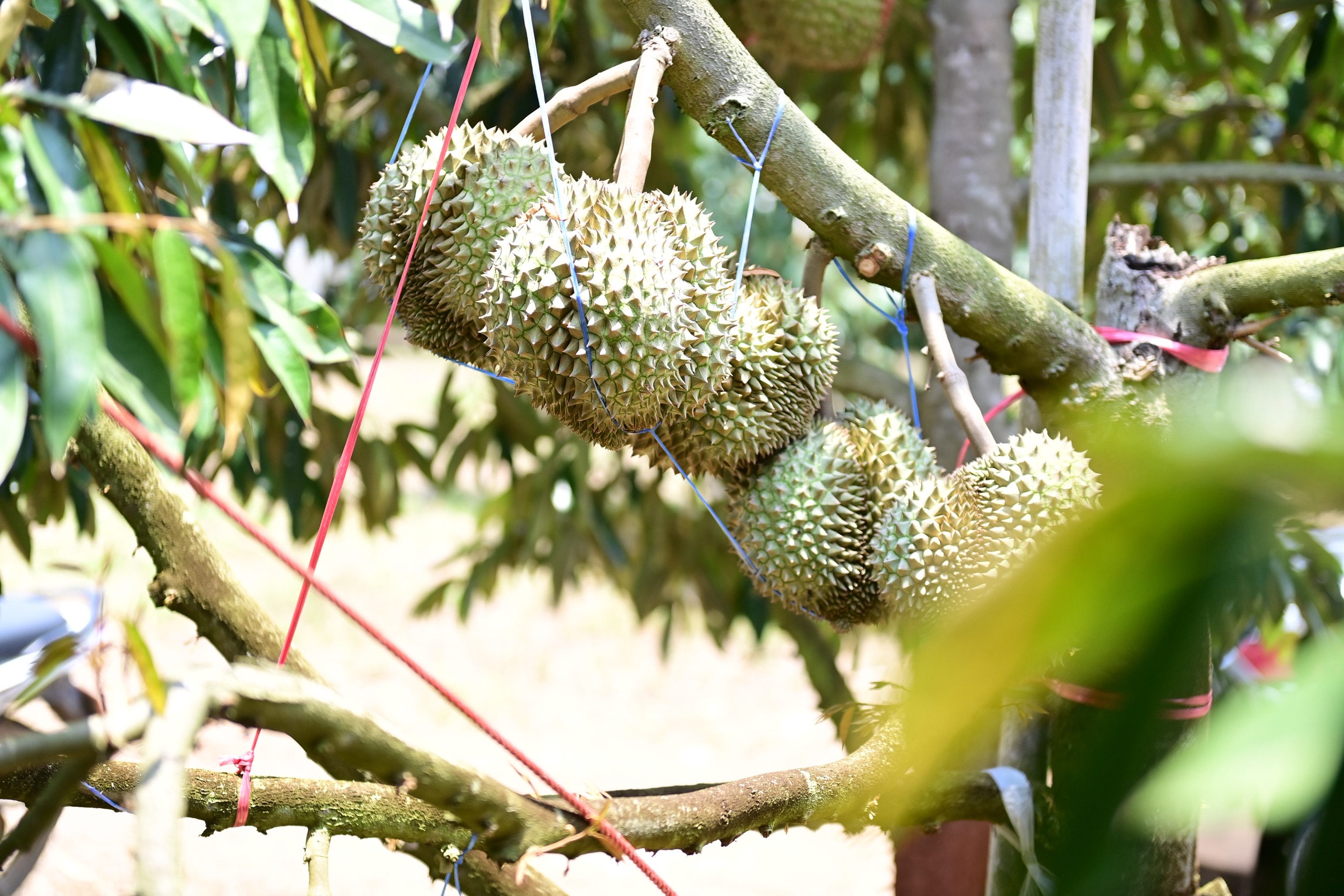 ข่าวเลขที่ 122/2569 พาณิชย์ลุยจันทบุรี ชวนชาวสวนทำ “ทุเรียนคุณภาพ” เพิ่มรายได้เกษตรกร–ยกระดับทั้งระบบ พร้อมจับมือ TikTok เปิดเกม e-Commerce สร้างมูลค่าเพิ่ม ดันส่งออกรักษาเสถียรภาพราคา (25 เมษายน 2569)
