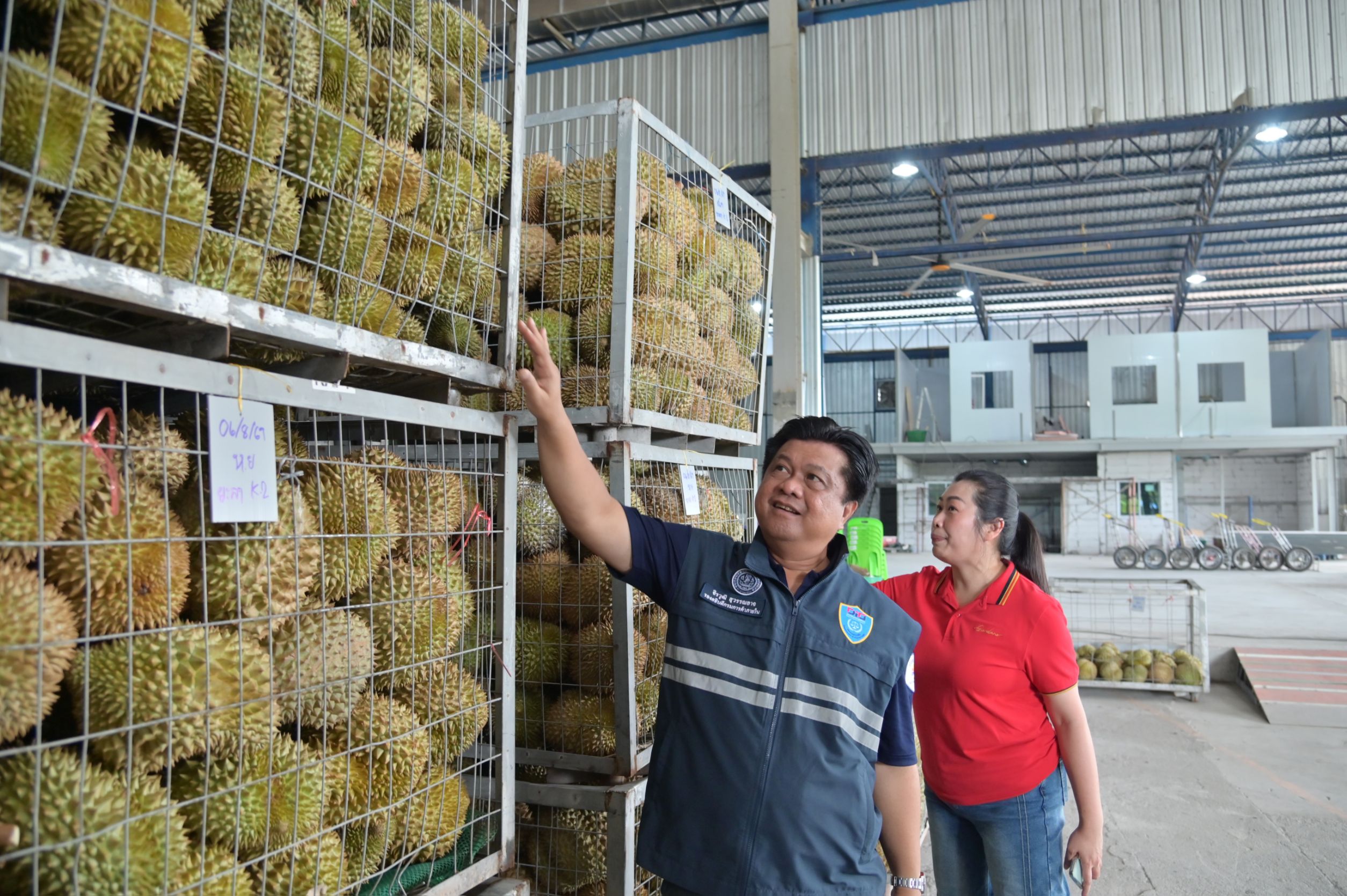DIT ติดตามสถานการณ์ การรับซื้อทุเรียน มังคุดภาคใต้